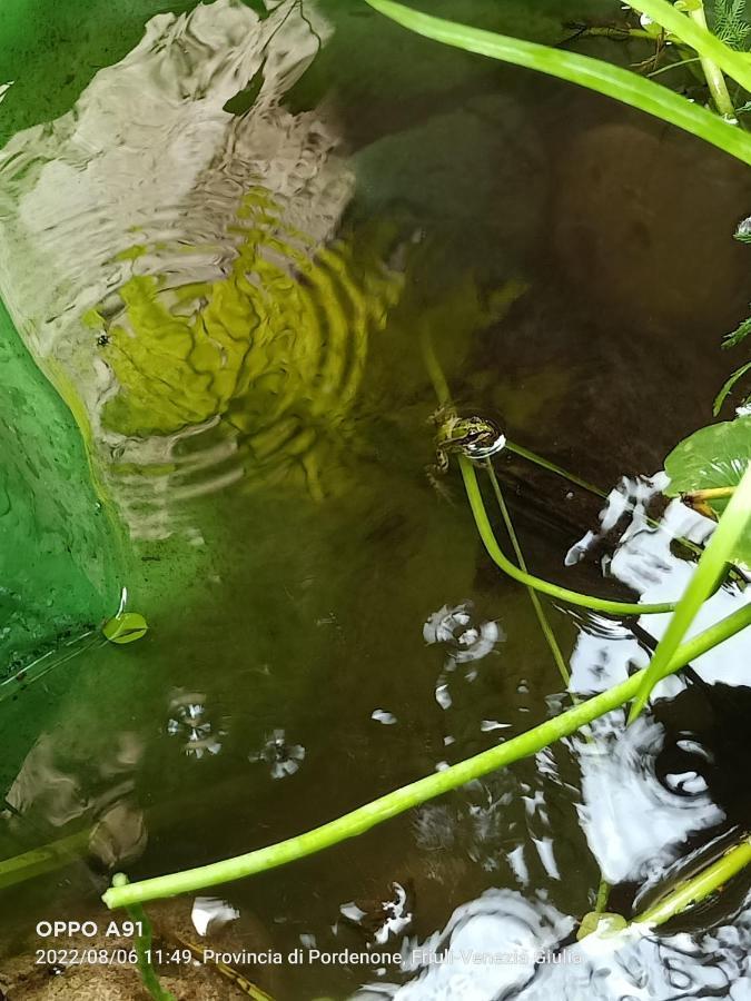 B&B Rovere dalla riva Arzene  Esterno foto